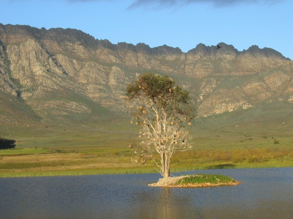 The eucalyptus tree